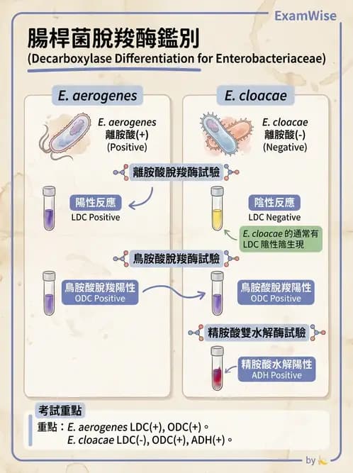醫檢師 - 其他腸內菌科 - AI 圖文解析預覽