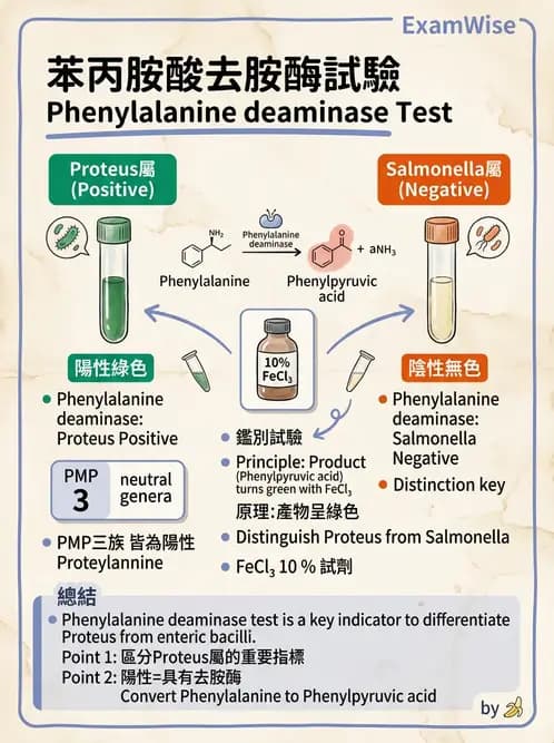 醫檢師 - 腸內菌鑑別方法與培養基 - AI 圖文解析預覽