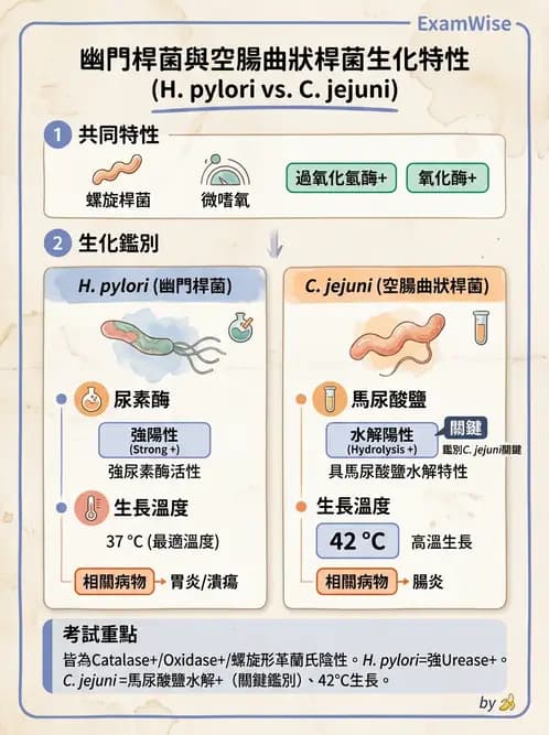 醫檢師 - 弧菌、氣單胞菌與彎曲菌 - AI 圖文解析預覽