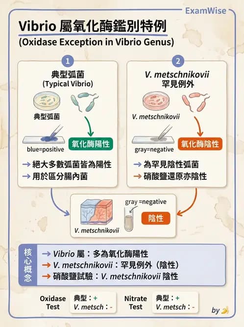 醫檢師 - 弧菌、氣單胞菌與彎曲菌 - AI 圖文解析預覽