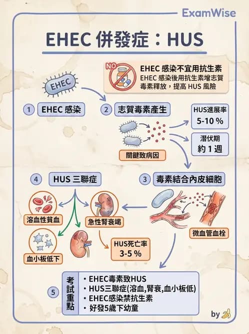 醫檢師 - 主要腸道致病菌 - AI 圖文解析預覽