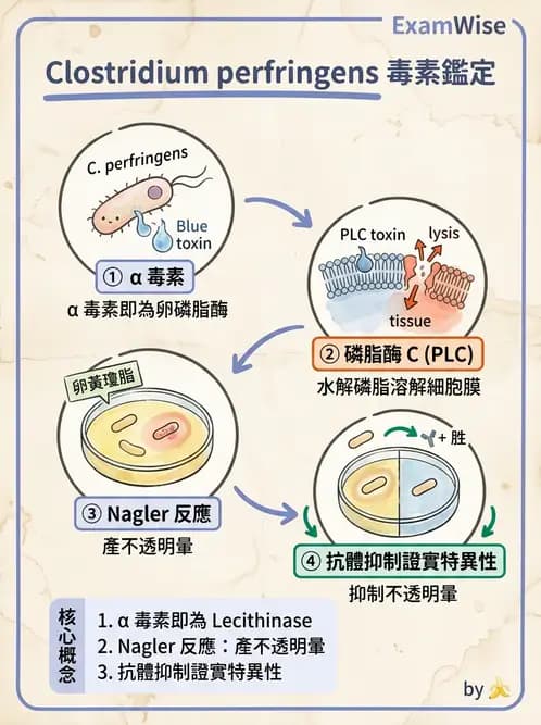 醫檢師 - 厭氧菌 - AI 圖文解析預覽