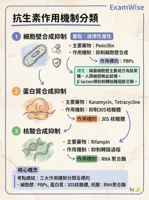 醫檢師 - 抗微生物製劑 - AI 圖文解析預覽