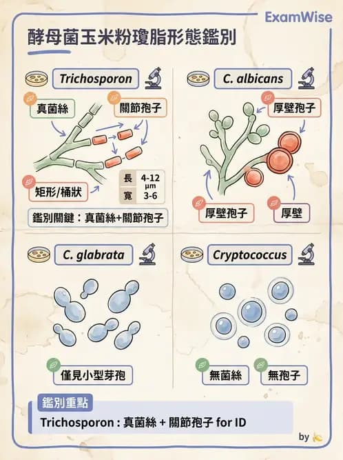醫檢師 - 真菌診斷與治療 - AI 圖文解析預覽