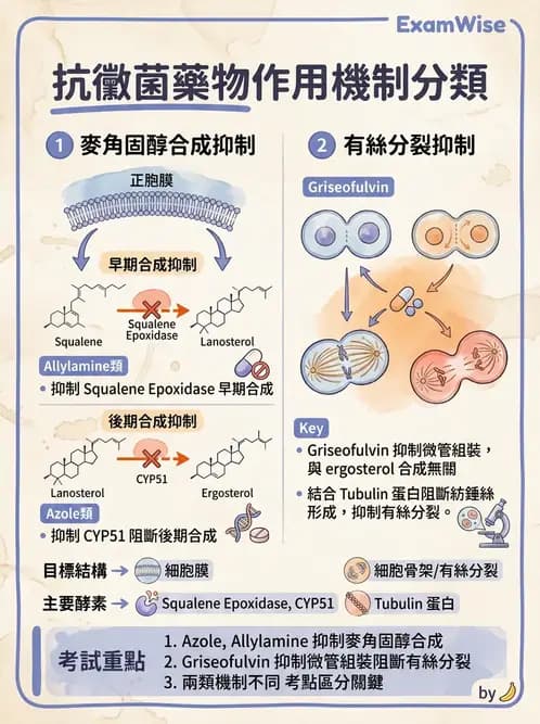 醫檢師 - 抗微生物製劑 - AI 圖文解析預覽