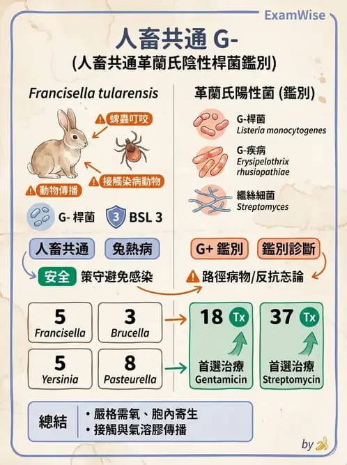 醫檢師 - 奈瑟菌與挑剔性革蘭氏陰性菌 - AI 圖文解析預覽