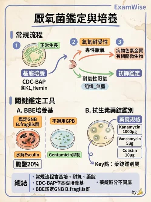 醫檢師 - 厭氧菌 - AI 圖文解析預覽