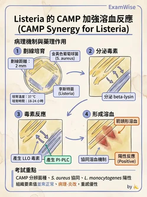 醫檢師 - 鏈球菌與其他革蘭氏陽性桿菌 - AI 圖文解析預覽