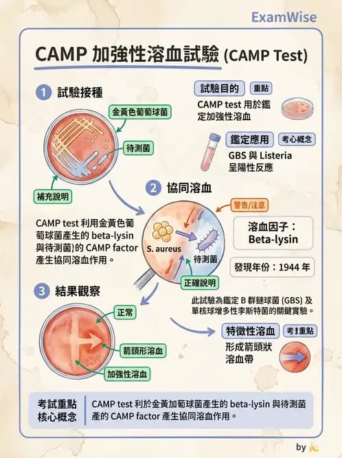 醫檢師 - 鏈球菌與其他革蘭氏陽性桿菌 - AI 圖文解析預覽