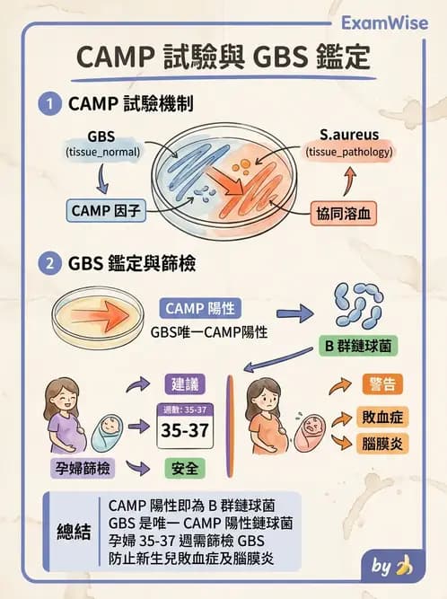 醫檢師 - 鏈球菌與其他革蘭氏陽性桿菌 - AI 圖文解析預覽