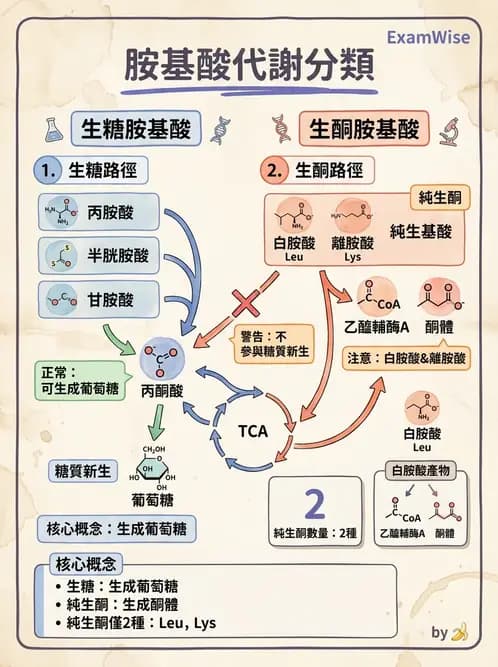 醫檢師 - 胺基酸代謝與先天性疾病 - AI 圖文解析預覽