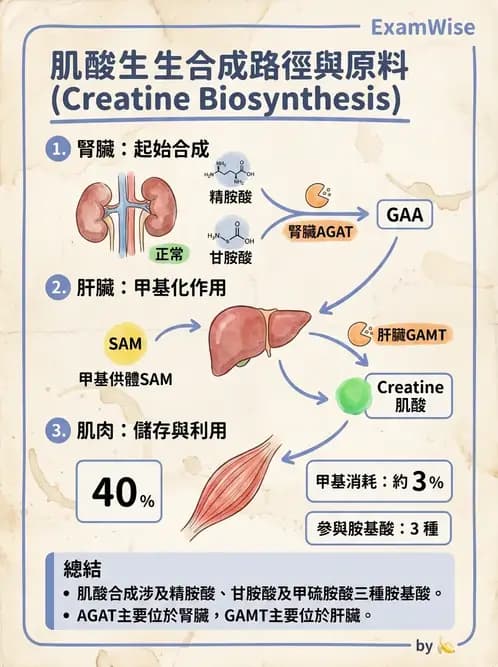 醫檢師 - 胺基酸代謝與先天性疾病 - AI 圖文解析預覽