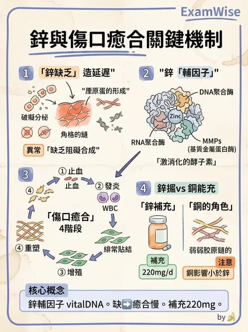 醫檢師 - 電解質與微量元素 - AI 圖文解析預覽