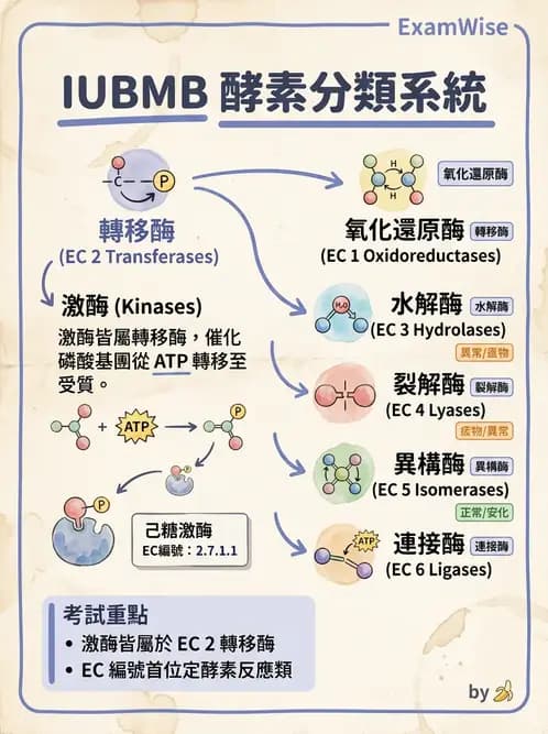 醫檢師 - 臨床酵素學基礎 - AI 圖文解析預覽