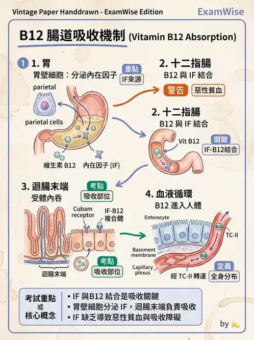 醫檢師 - 維生素 - AI 圖文解析預覽
