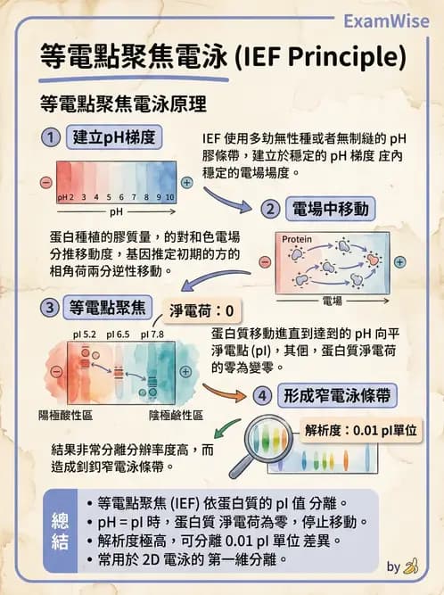 醫檢師 - 基本概念與儀器分析 - AI 圖文解析預覽