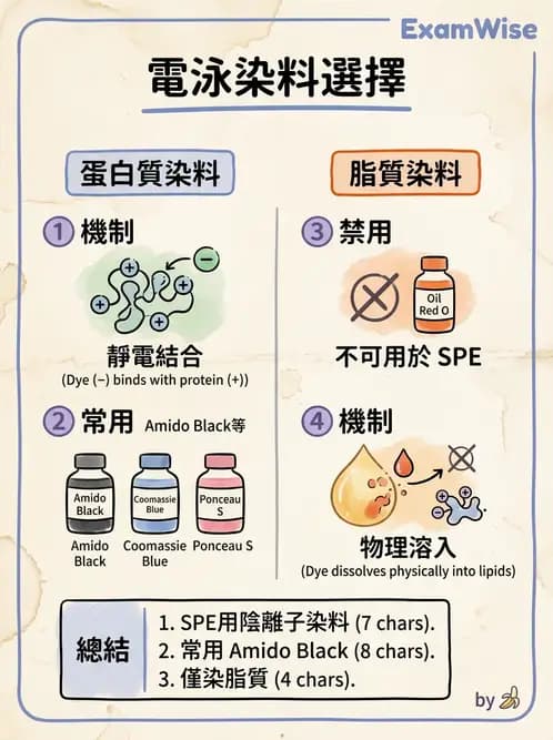 醫檢師 - 血清蛋白與蛋白質檢測 - AI 圖文解析預覽