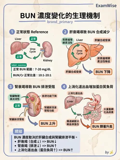 醫檢師 - 腎臟機能與代謝評估 - AI 圖文解析預覽