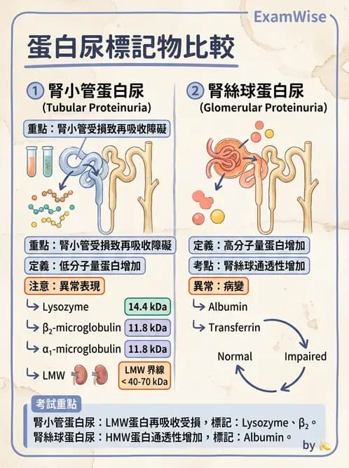醫檢師 - 腎臟機能與代謝評估 - AI 圖文解析預覽