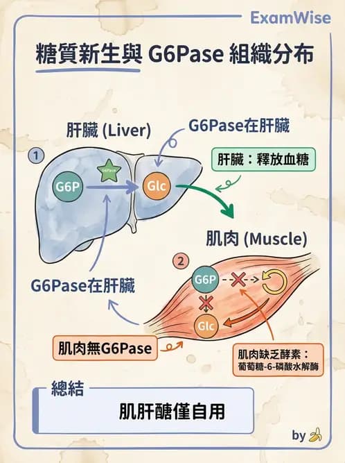 醫檢師 - 醣類代謝與糖尿病 - AI 圖文解析預覽