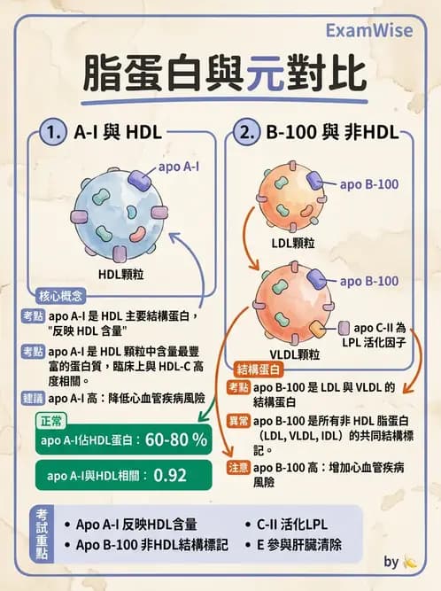 醫檢師 - 脂蛋白分類與臨床應用 - AI 圖文解析預覽