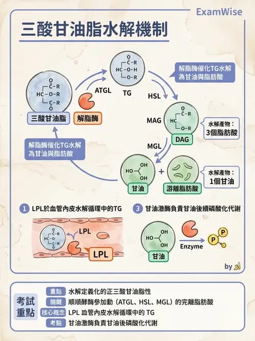 醫檢師 - 脂質代謝與酮體 - AI 圖文解析預覽