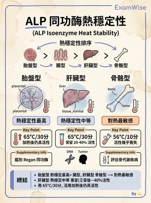 醫檢師 - 肝臟機能與胰臟酵素 - AI 圖文解析預覽