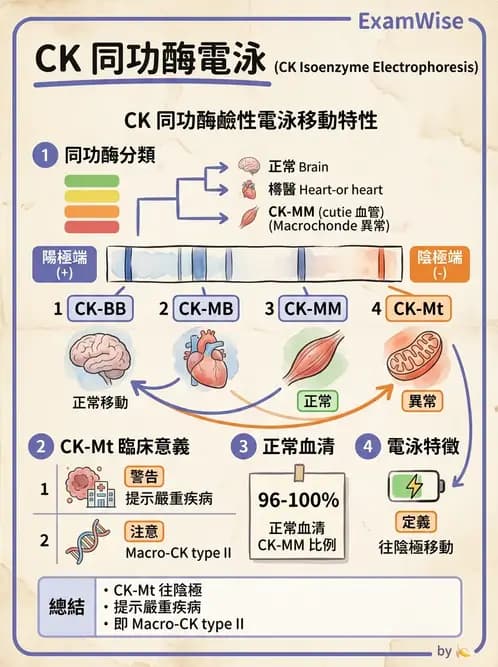 醫檢師 - 心肌標誌與心臟診斷 - AI 圖文解析預覽