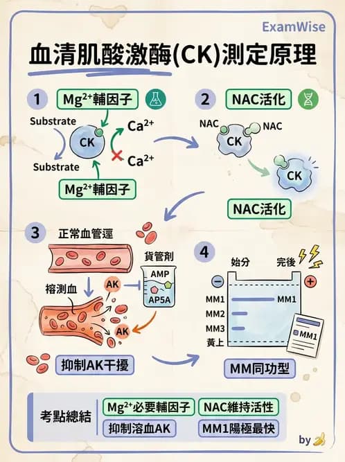 醫檢師 - 心肌標誌與心臟診斷 - AI 圖文解析預覽