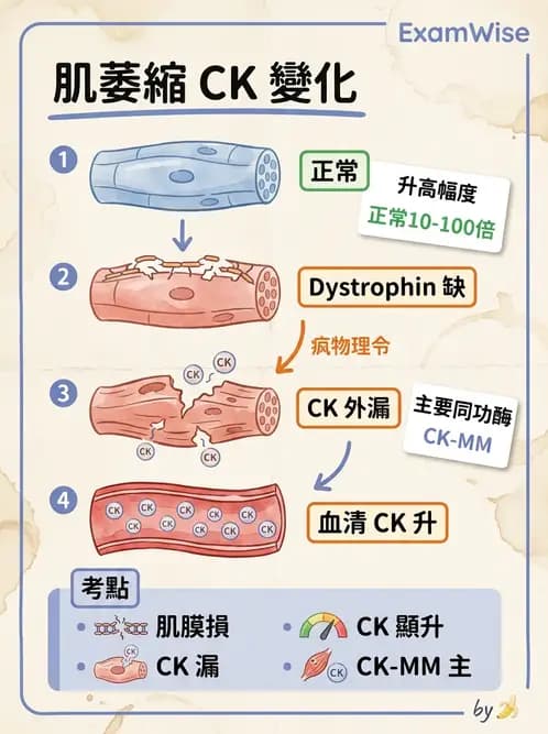 醫檢師 - 心肌標誌與心臟診斷 - AI 圖文解析預覽