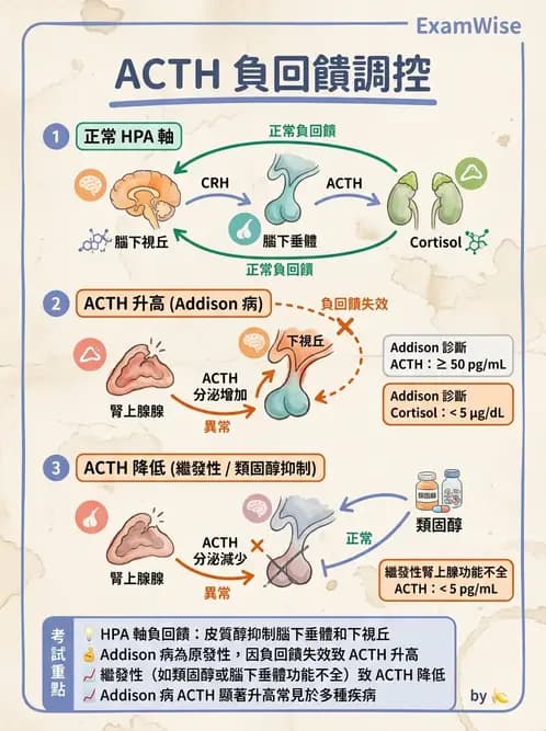 醫檢師 - 腎上腺與生殖內分泌 - AI 圖文解析預覽