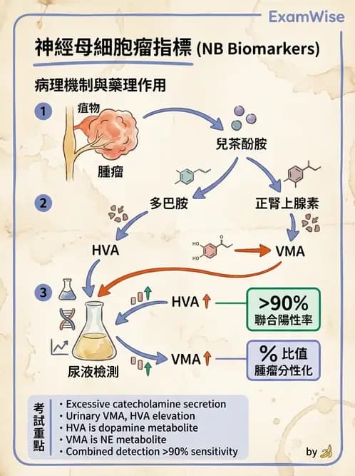 醫檢師 - 腎上腺與生殖內分泌 - AI 圖文解析預覽