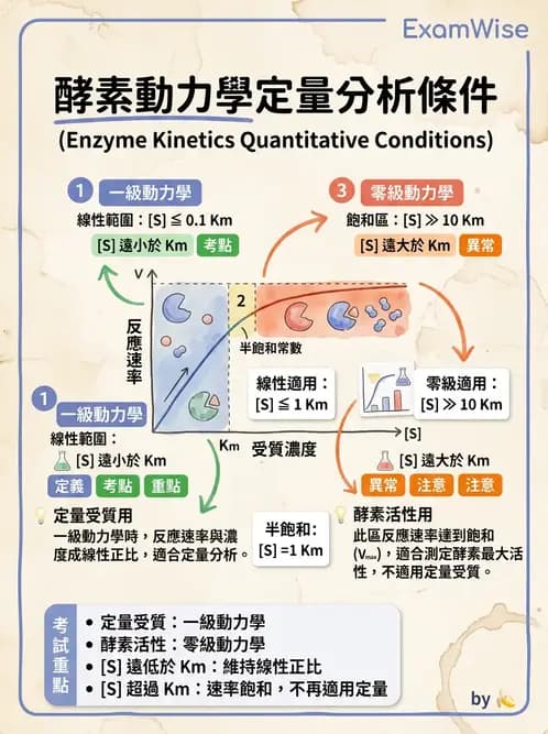 醫檢師 - 臨床酵素學基礎 - AI 圖文解析預覽