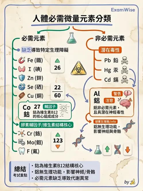 醫檢師 - 電解質與微量元素 - AI 圖文解析預覽