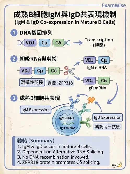 醫檢師 - B細胞發育與抗體生成 - AI 圖文解析預覽