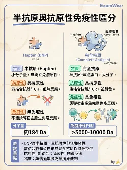 醫檢師 - 免疫球蛋白與抗體 - AI 圖文解析預覽