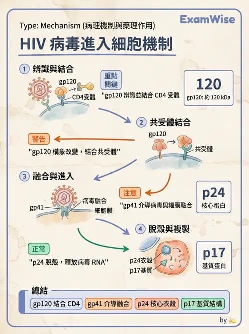 醫檢師 - 反轉錄病毒(HIV/HTLV) - AI 圖文解析預覽
