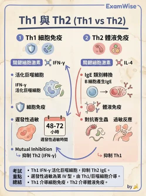 醫檢師 - T細胞發育與功能 - AI 圖文解析預覽