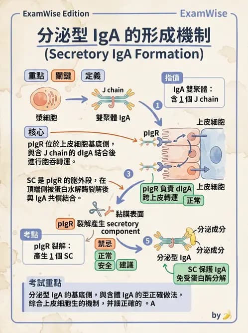 醫檢師 - 免疫球蛋白與抗體 - AI 圖文解析預覽