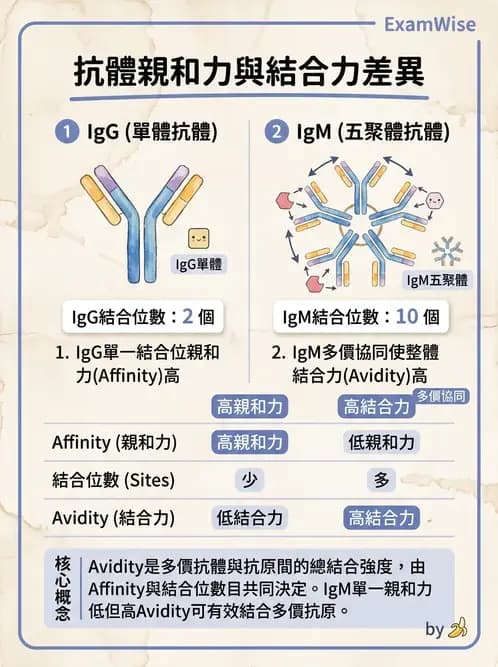 醫檢師 - 免疫球蛋白與抗體 - AI 圖文解析預覽