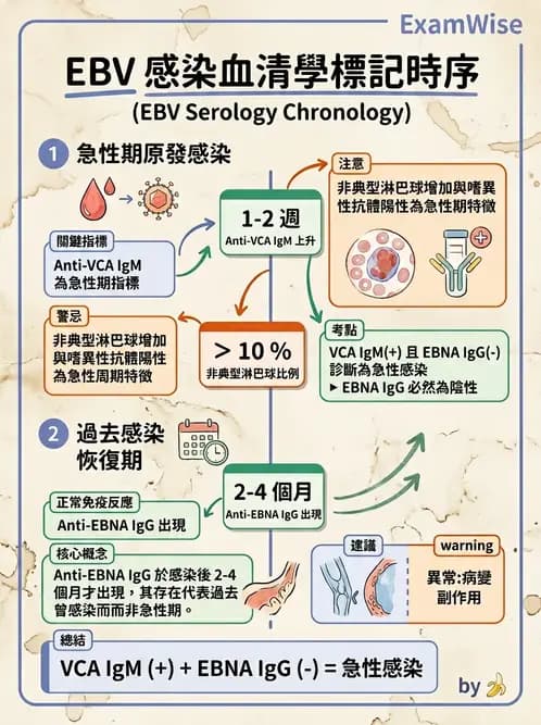 醫檢師 - 急性發炎蛋白與微生物感染血清學 - AI 圖文解析預覽