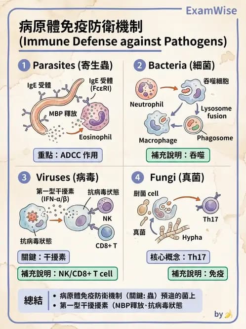 醫檢師 - 先天免疫與補體系統 - AI 圖文解析預覽