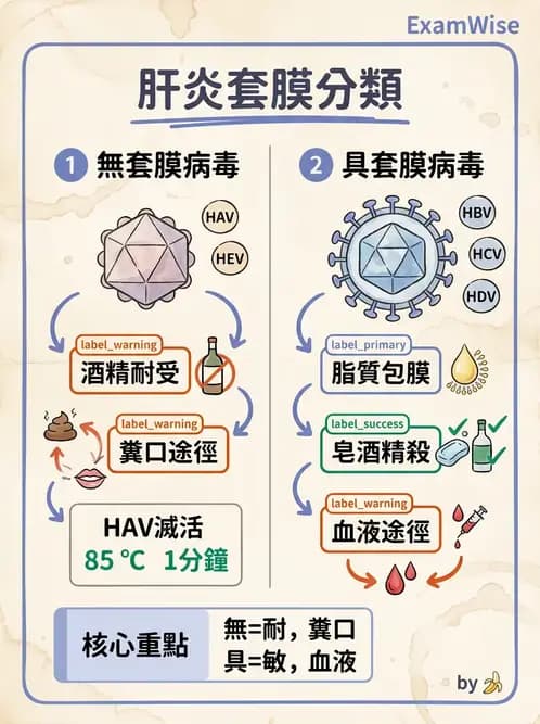 醫檢師 - 小RNA病毒科與腸道病毒 - AI 圖文解析預覽
