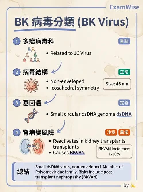 醫檢師 - 細小病毒與多瘤病毒 - AI 圖文解析預覽