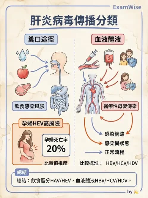 醫檢師 - 其他RNA病毒 - AI 圖文解析預覽