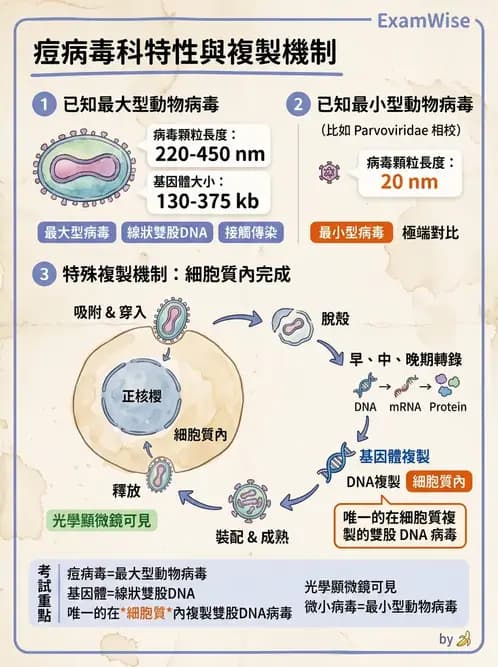 醫檢師 - 腺病毒與痘病毒 - AI 圖文解析預覽