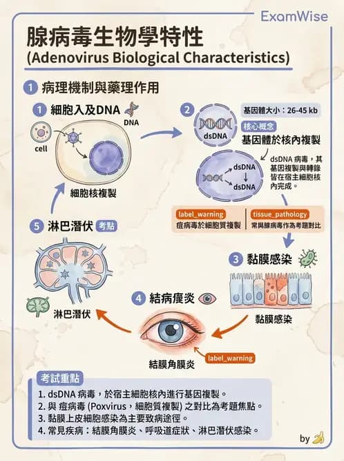 醫檢師 - 腺病毒與痘病毒 - AI 圖文解析預覽