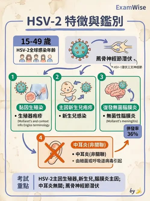 醫檢師 - 疱疹病毒科 - AI 圖文解析預覽