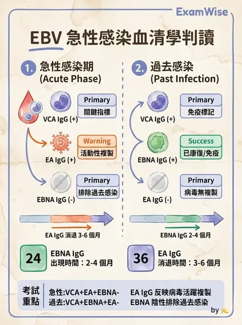 醫檢師 - 疱疹病毒科 - AI 圖文解析預覽