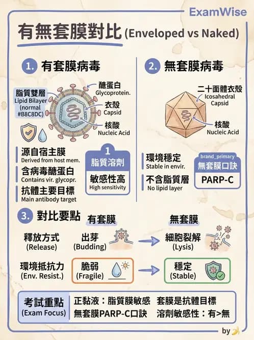 醫檢師 - 正黏液病毒科(流感) - AI 圖文解析預覽